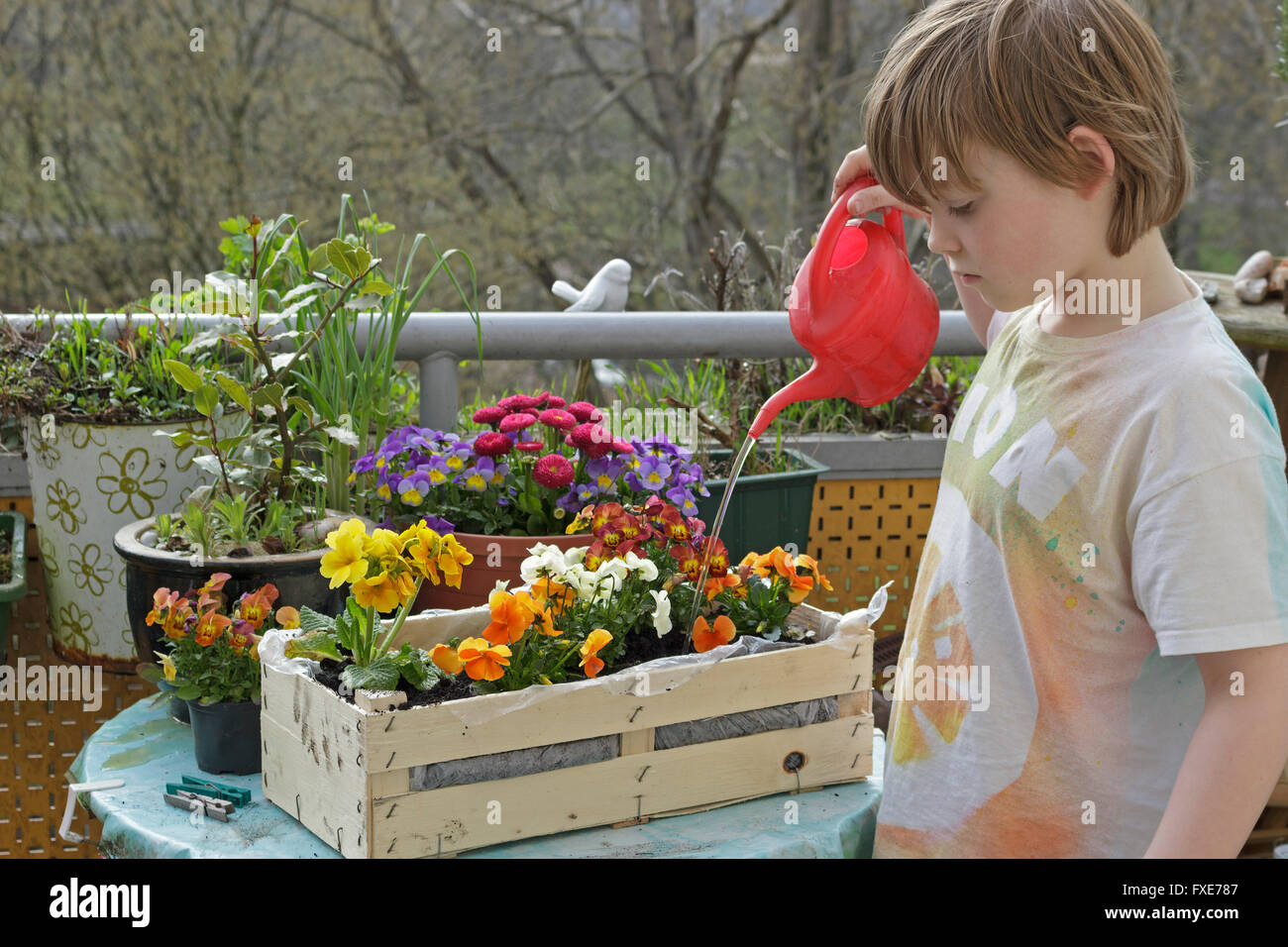 Junge Gießt Frühlingsblumen Auf Balkon | junge Bewässerung Frühlingsblumen auf Balkon Stockfoto