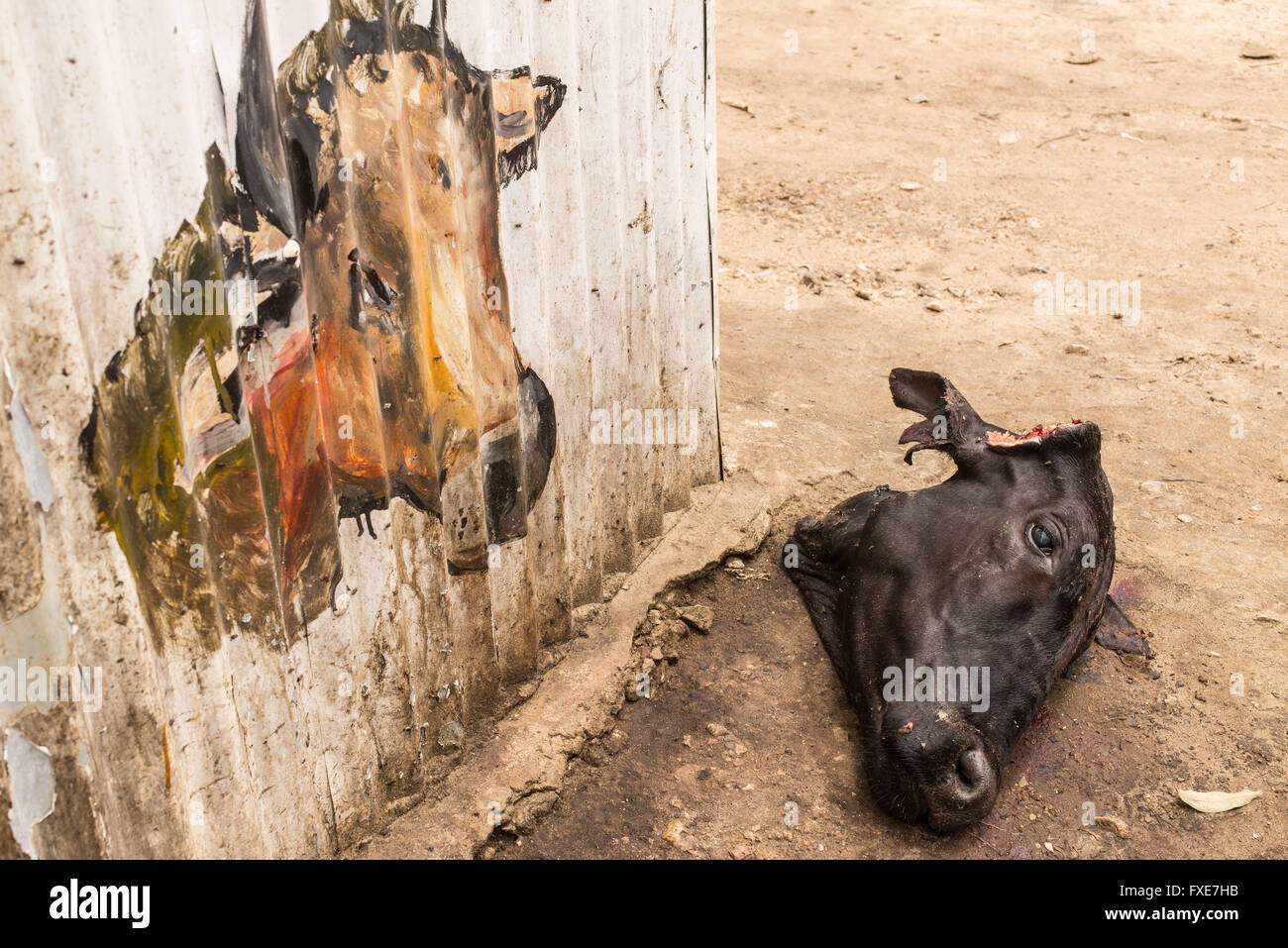 Kopf eines geschlachteten schwarze Kuh auf dem Boden neben einer Wand mit einer Zeichnung von einem Stier auf ihn Stockfoto