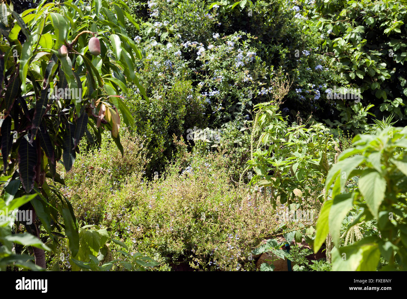 Gärten an Babylonstoren in der Nähe von Franschhoek in Western Cape - Südafrika Stockfoto