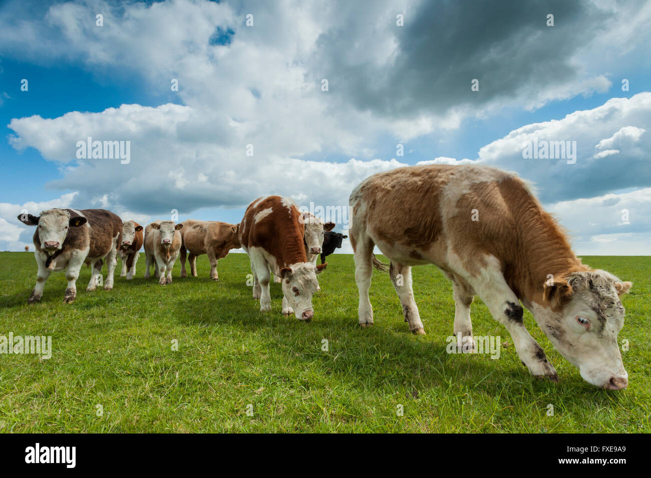 Kühe grasen in der South Downs National Park, East Sussex, England. Stockfoto