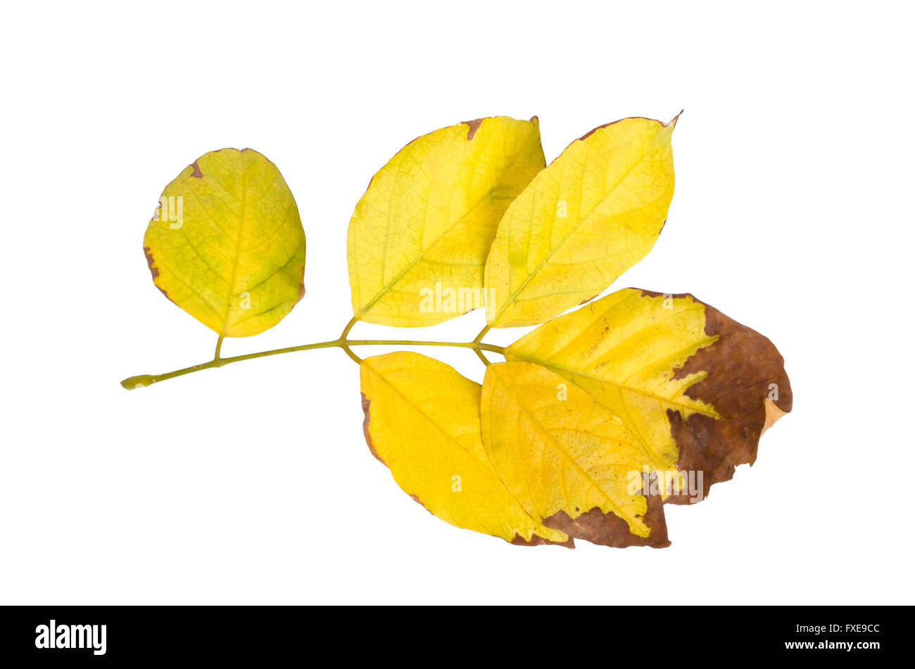 Millettia Pinnata Blätter im Herbst Stockfoto