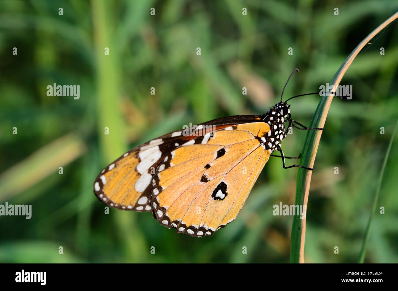 Monarch-Schmetterling Stockfoto