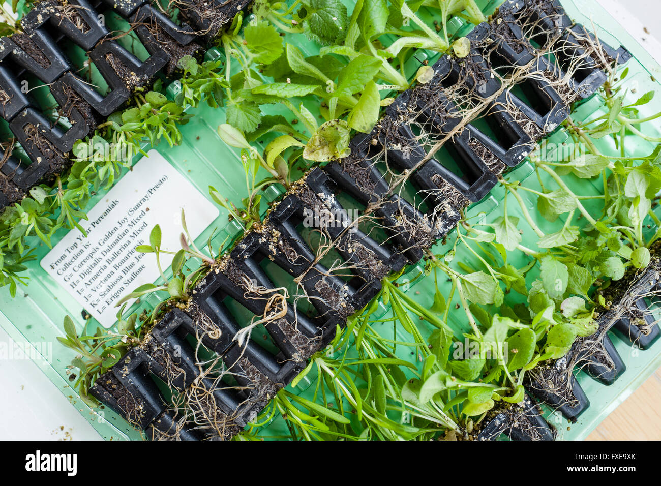 Kleinen mehrjährige Pflanze Stecker per Mail Martino Stockfoto