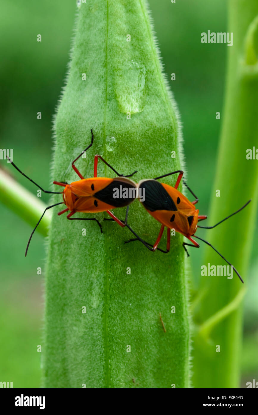 Pyrrhocoridae Paarung Stockfoto