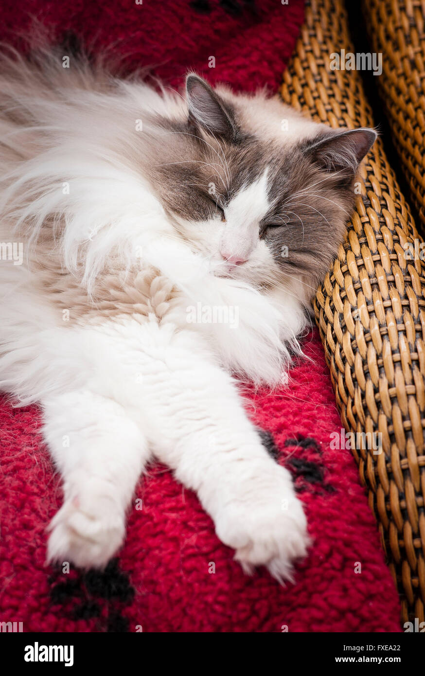 Eine junge Ragdoll Katze bequem auf einem Konservatorium Cane Stuhl und roten Kissen Stockfoto