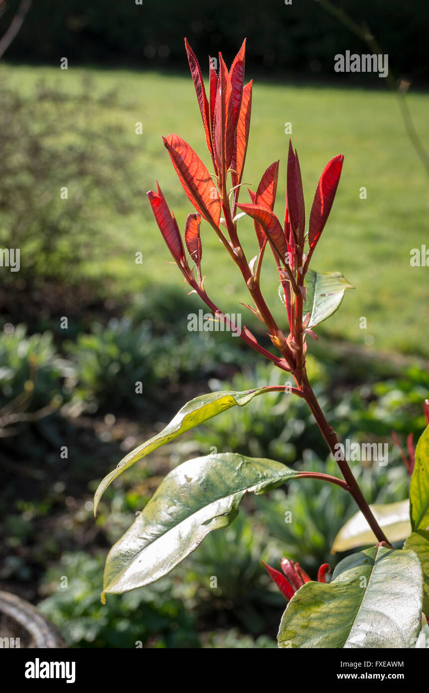 Junge Blätter auf Photinia Fraseri Red Robin Stockfoto