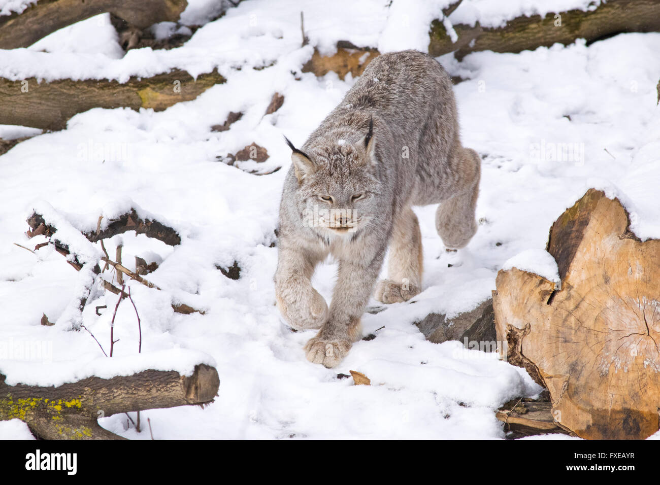 Ein kanadischer Luchs im Schnee. Stockfoto