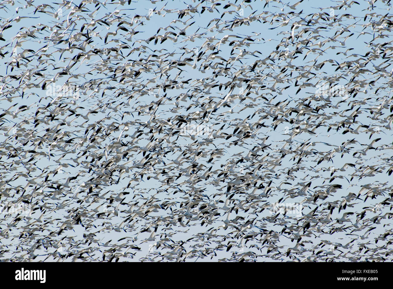 Schnee Gänse Migration Norden. Stockfoto