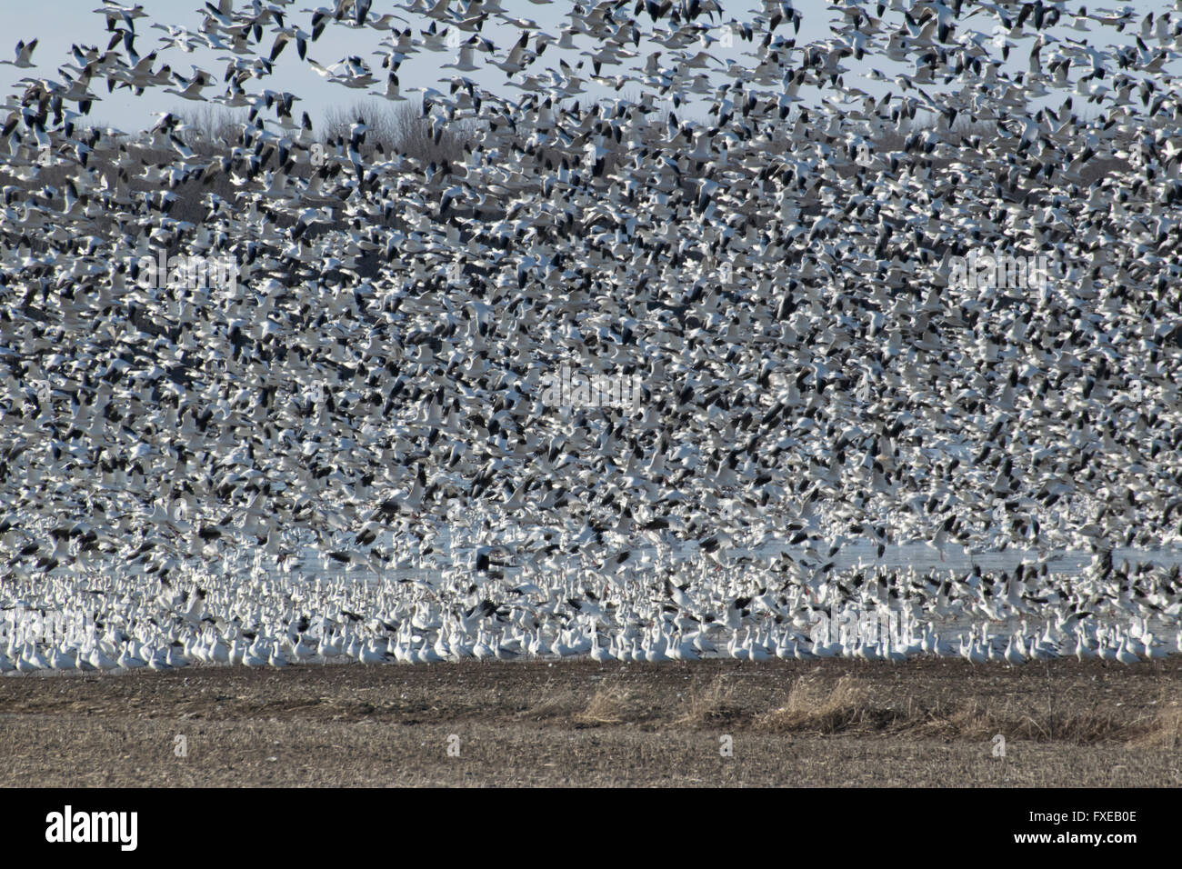 Schnee Gänse Migration Norden. Stockfoto