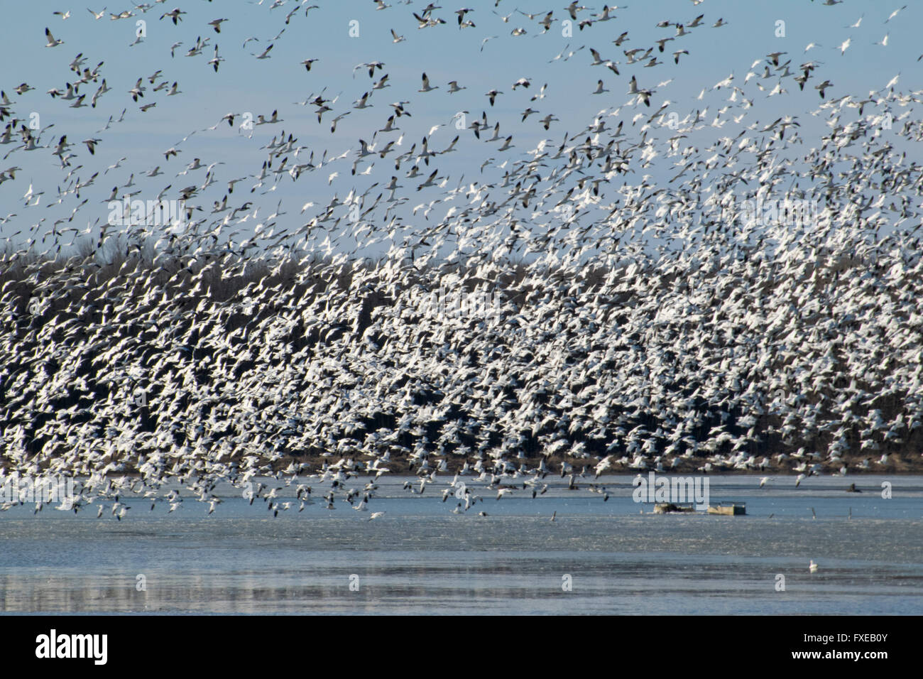 Schnee Gänse Migration Norden. Stockfoto