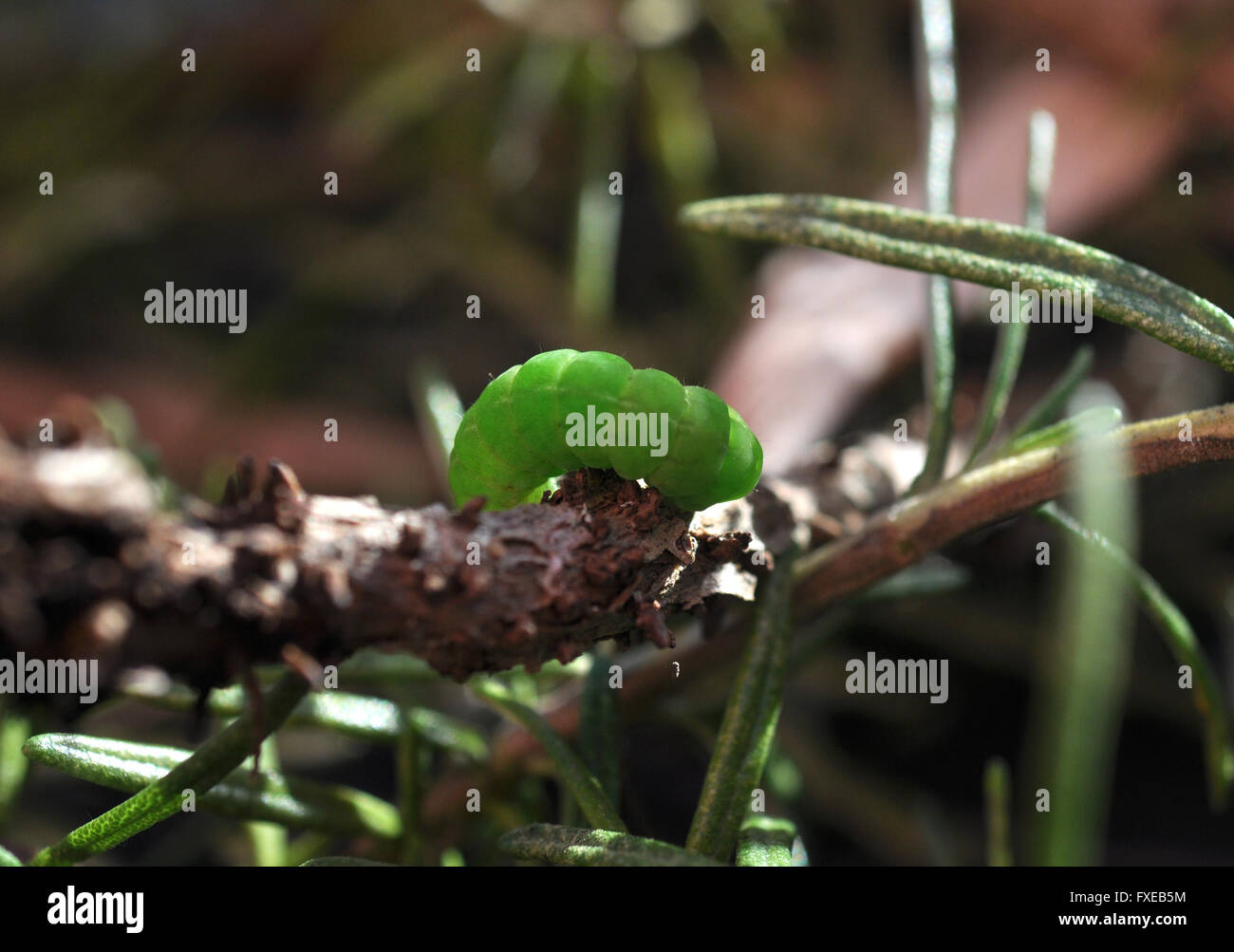 Kohl-Falter Raupe Stockfoto