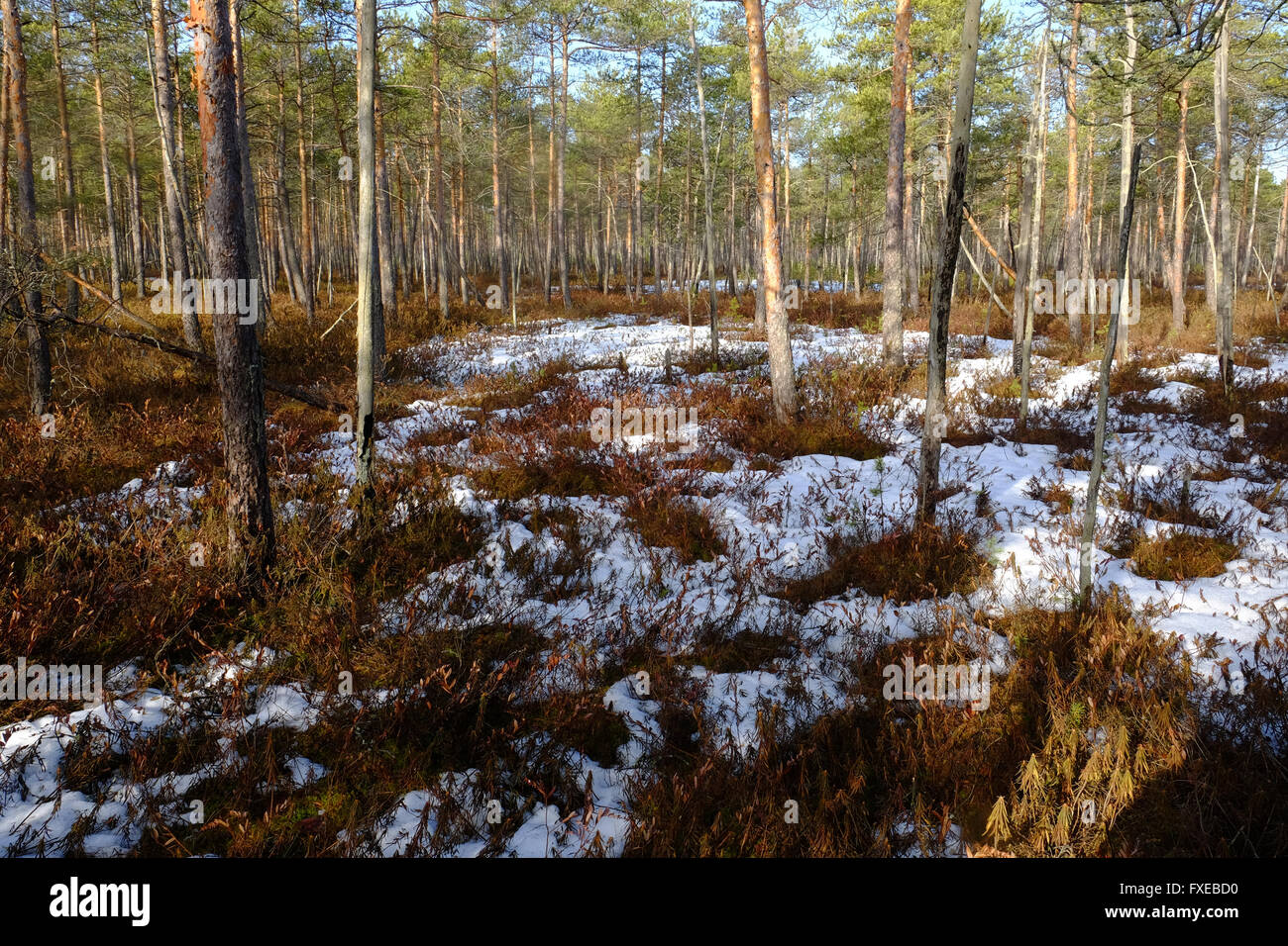 Sonniger Tag in sumpfigen Kiefernwald im April. Stockfoto