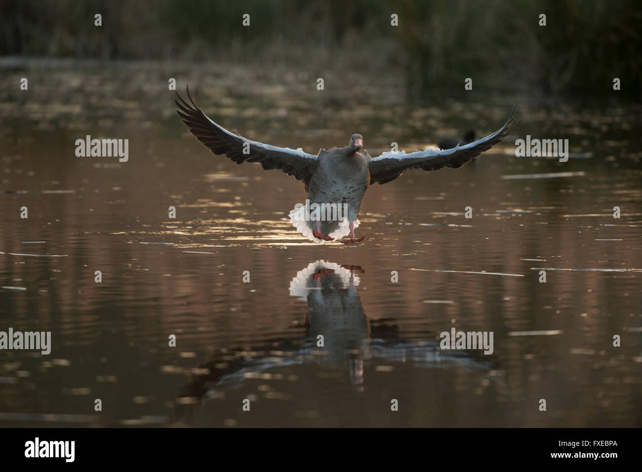 Graugans / Gourmet (Anser Anser), einem Erwachsenen fliegen in auf einen kleinen Naturteich, kurz vor der Landung. Stockfoto