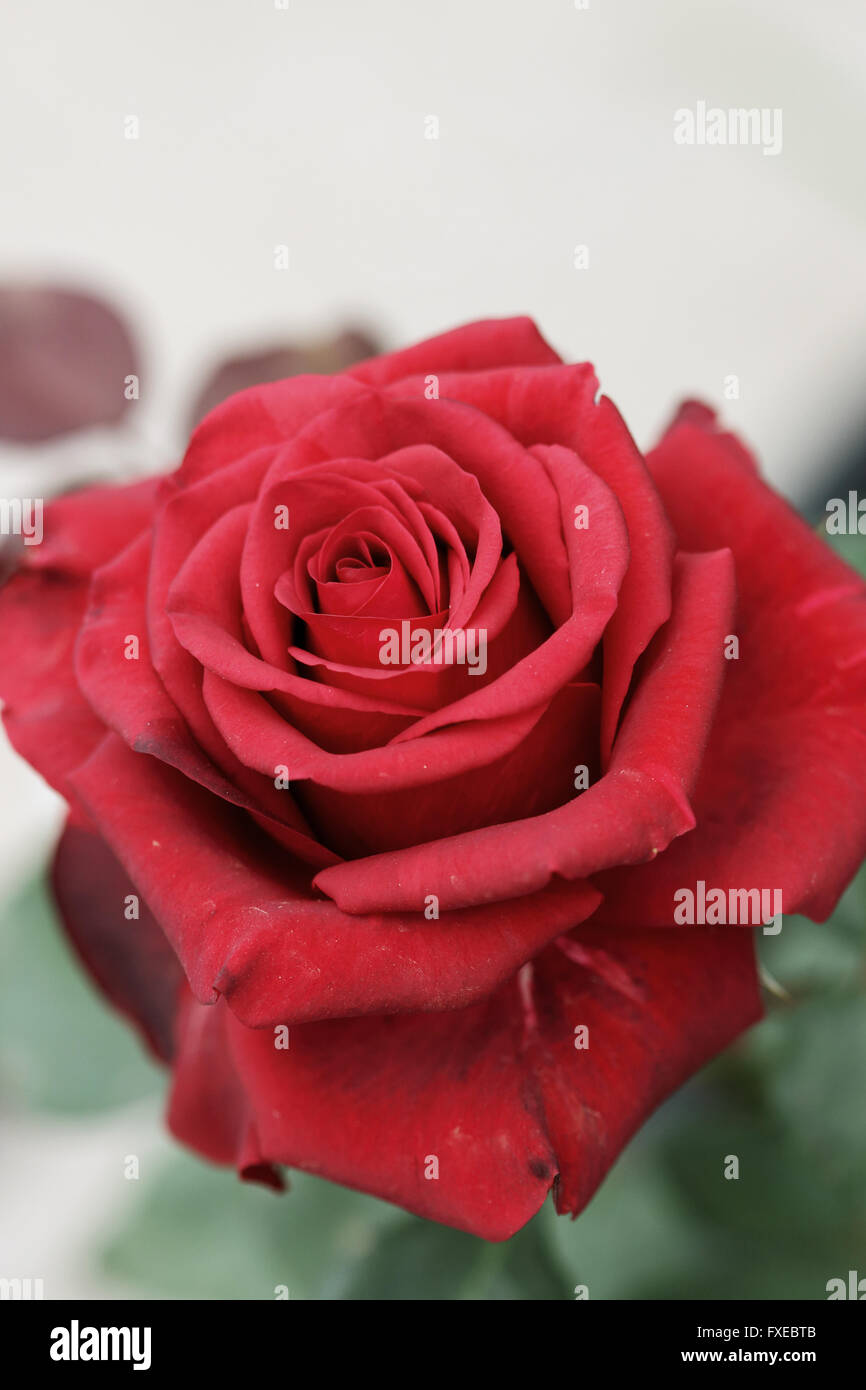 Nahaufnahme von Single Red Rose in voller Blüte Stockfoto