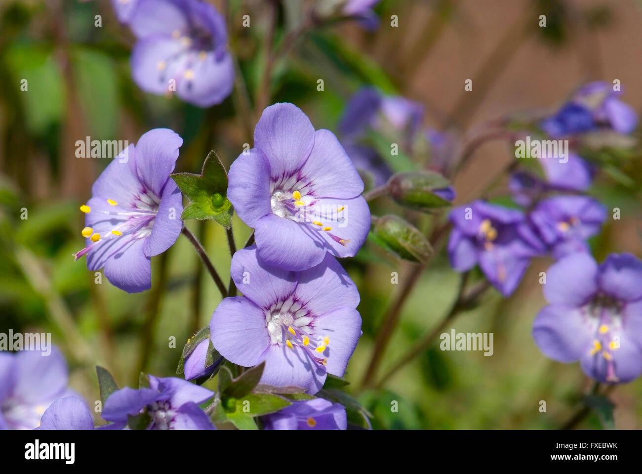 Nahaufnahme der Blüte der Polemonium caeruleum Stockfoto