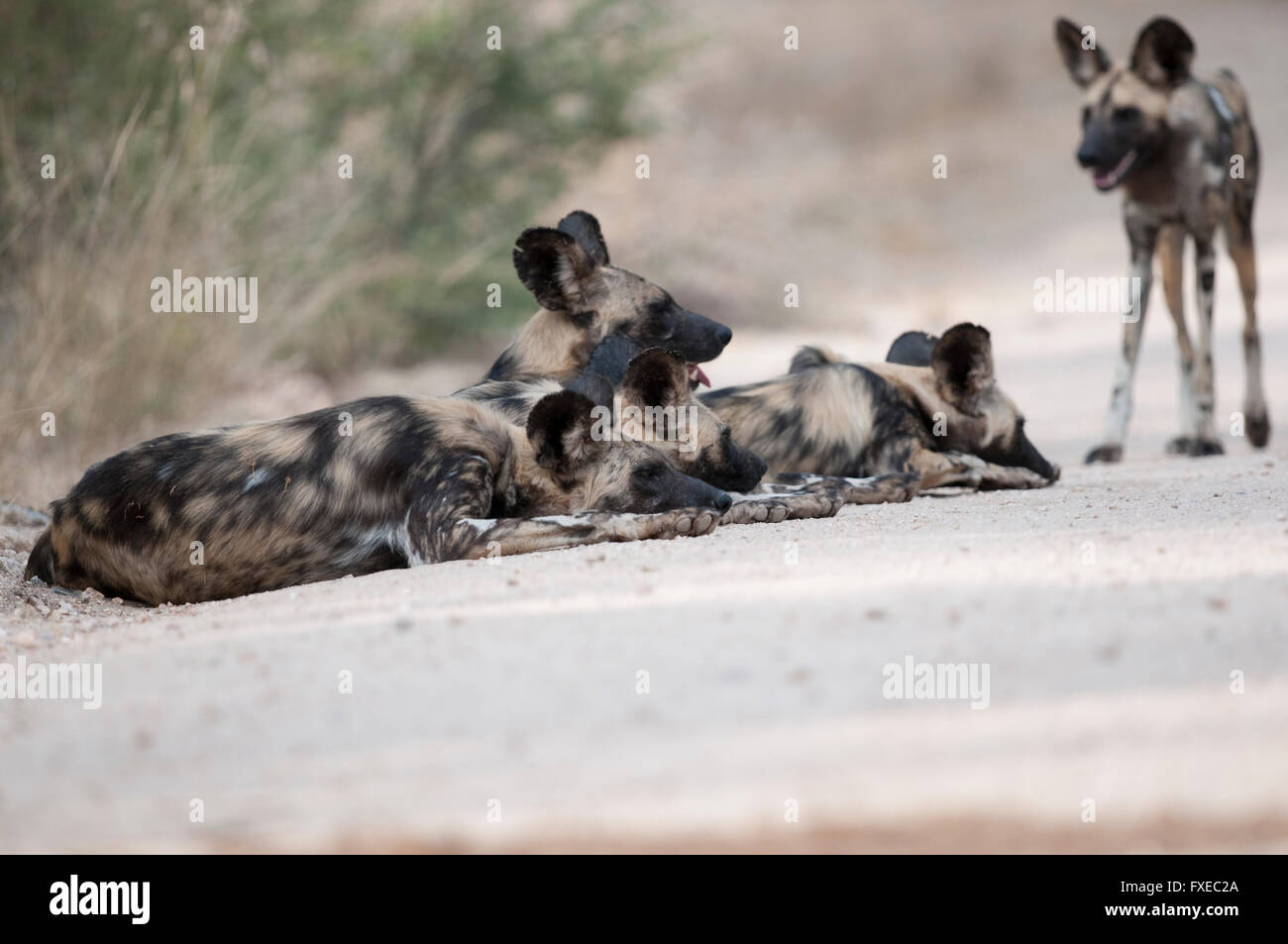 Afrikanischer Wildhund (LYKAON Pictus) Pack liegen auf einer Straße in Krüger Nationalpark, Südafrika Stockfoto