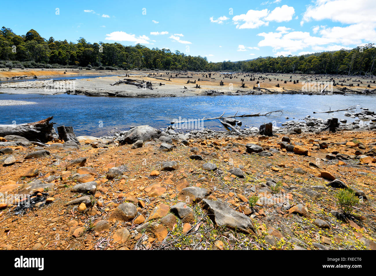 Gefällte Bäume in der Nähe von Derwent Bridge, Tasmanien, Australien Stockfoto
