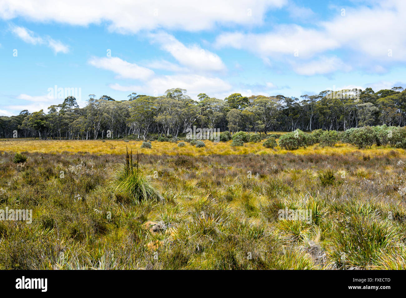 Vegetation in Franklin Gordon Wild Rivers National Park, Tasmanien, Australien Stockfoto