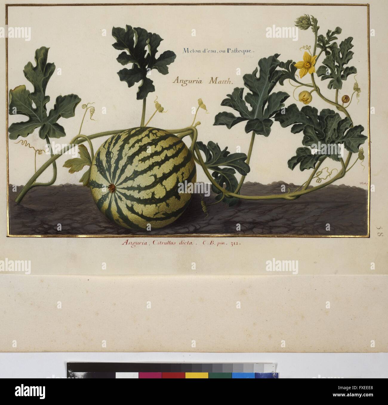 Cod. Min. 53, Bd. 2, fol. 58r: Florilegium des Erweiterungsset Eugen von Savoyen: Wassermelone Stockfoto