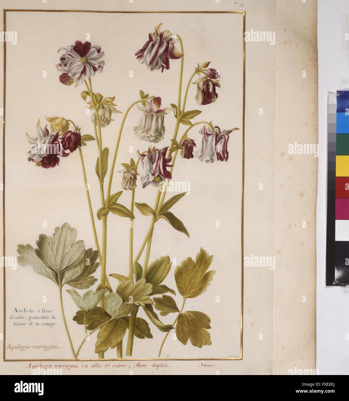 Cod. Min. 53, Bd. 2, fol. 70r: Florilegium des Erweiterungsset Eugen von Savoyen: Aquilegia - Akelei Stockfoto