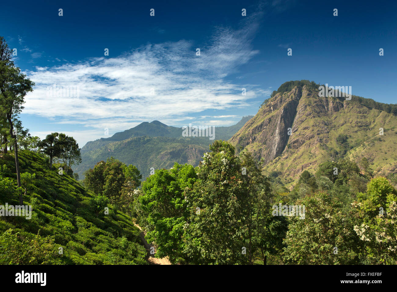 Sri Lanka, Ella, Blick auf Ella Rock von Tee-Plantage auf Weg zum Little Adams Peak Stockfoto