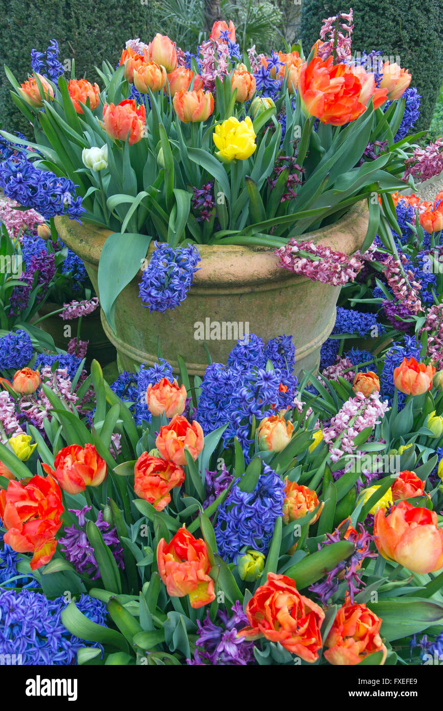 Gemischte Hyazinths und Tulpen in Terracotta-Töpfen Frühling Stockfoto