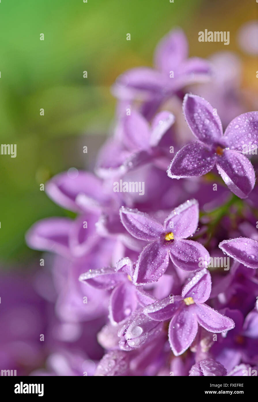Pastell zarten floralen natürlichen Hintergrund aus lila Blumen Stockfoto