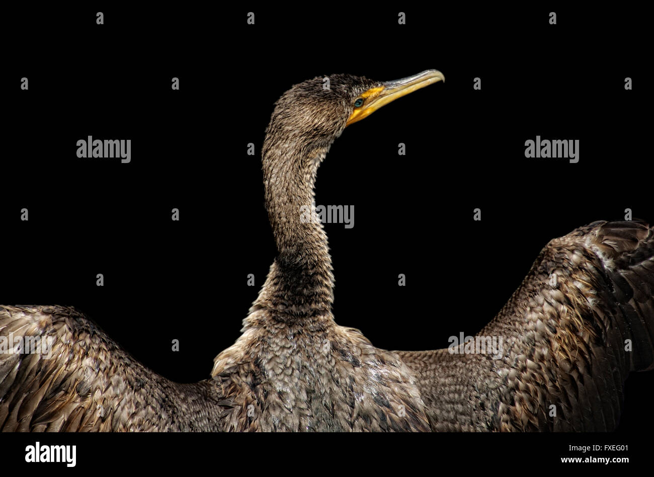 Kormoran Trocknung seine Flügel in der Sonne, Florida everglades Stockfoto