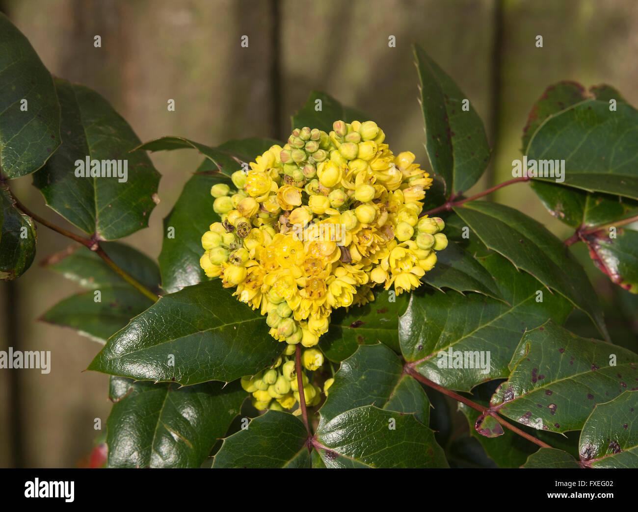 Kleinen dicht gepackten Blumenstrauß gelbe in ein Mahonia Aquifolium Strauch mit grünem Wachs wie Blätter in einem Cheshire-Garten Stockfoto