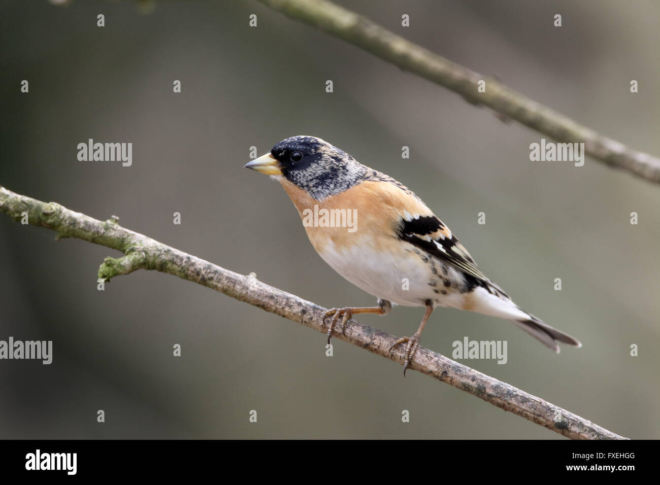 Bergfink Fringilla Montifringilla, einzelnes Männchen auf Ast, Warwickshire, April 2016 Stockfoto