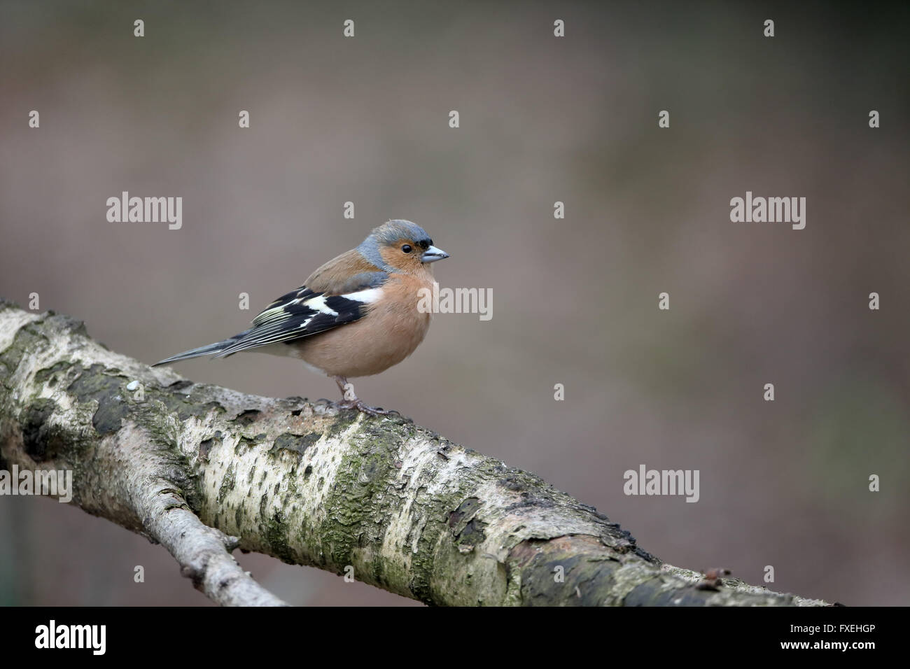 Buchfink, Fringilla Coelebs, einzelnes Männchen auf Ast, Warwickshire, April 2016 Stockfoto