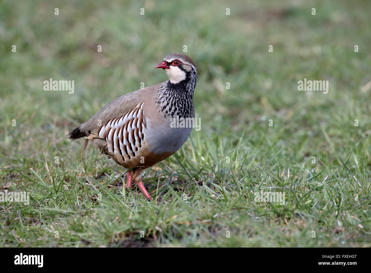 Rothuhn, Alectoris Rufa, einzelne Vogel auf dem Rasen, Warwickshire, April 2016 Stockfoto