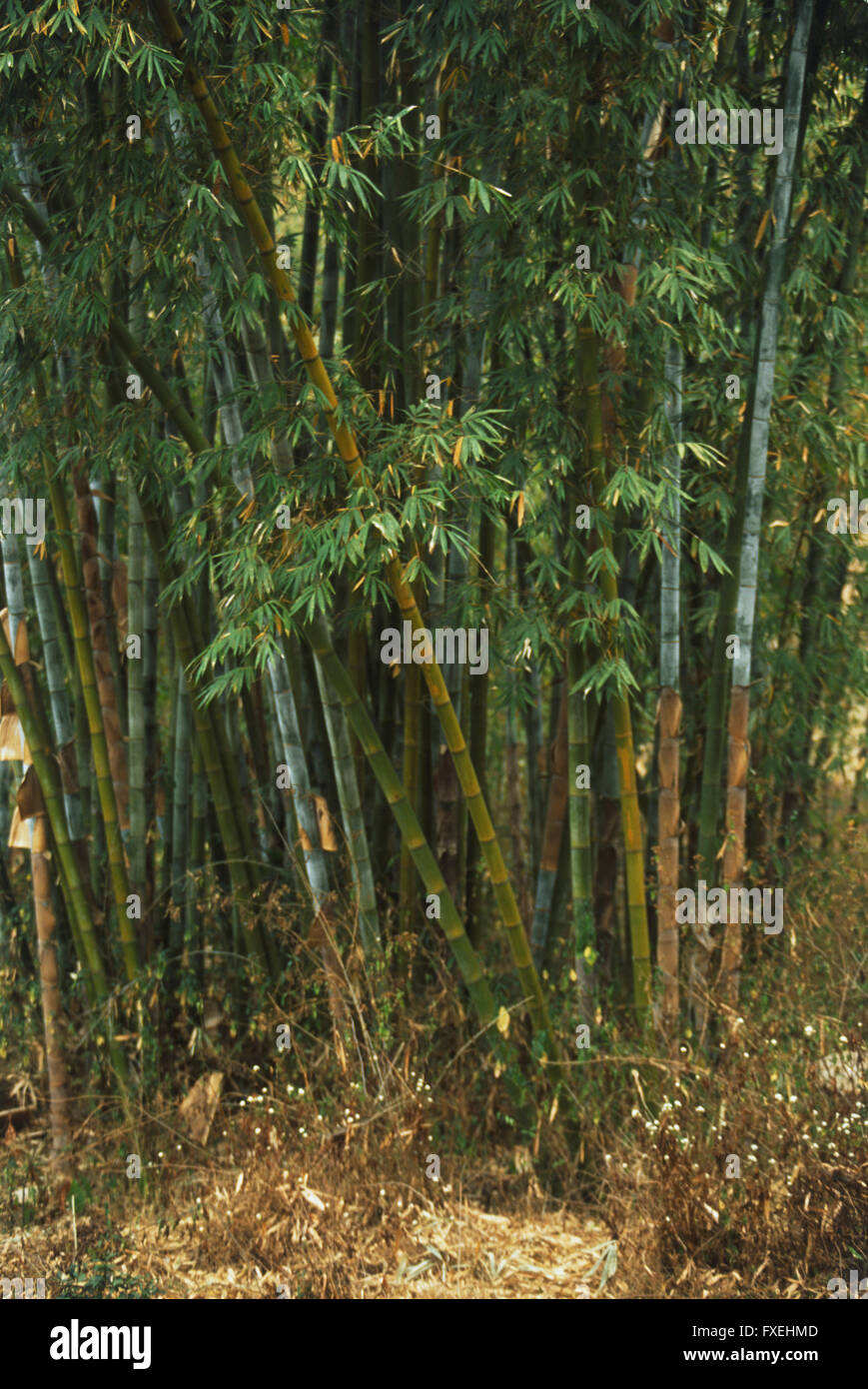 ring bambus Ring Bamboo main image 1