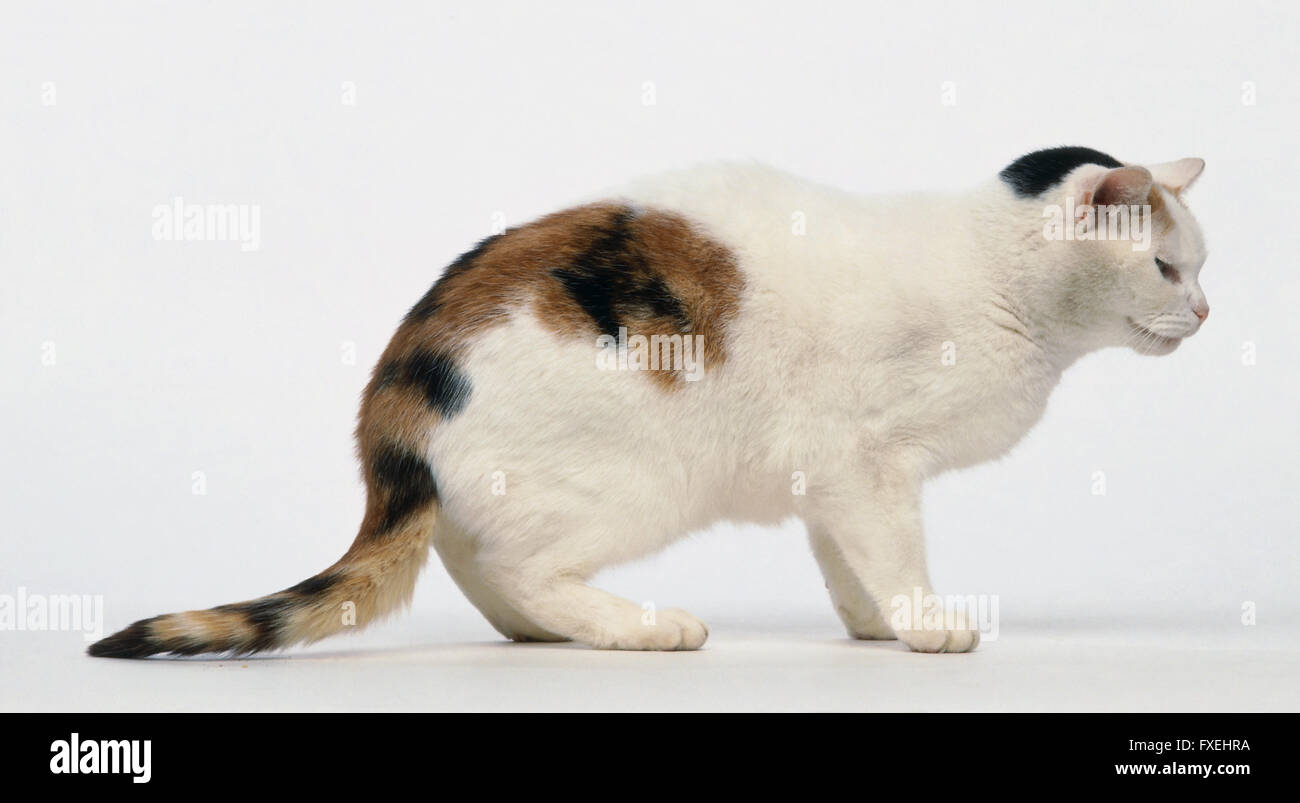 Kurzen Haaren Katze mit schwarzen, weißen und braunen Fell, hockend Stockfoto