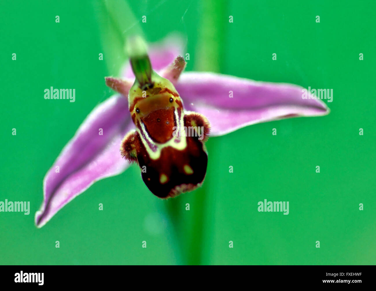 Biene Orchidee (Ophrys Apifera) Close up Studie Stockfoto