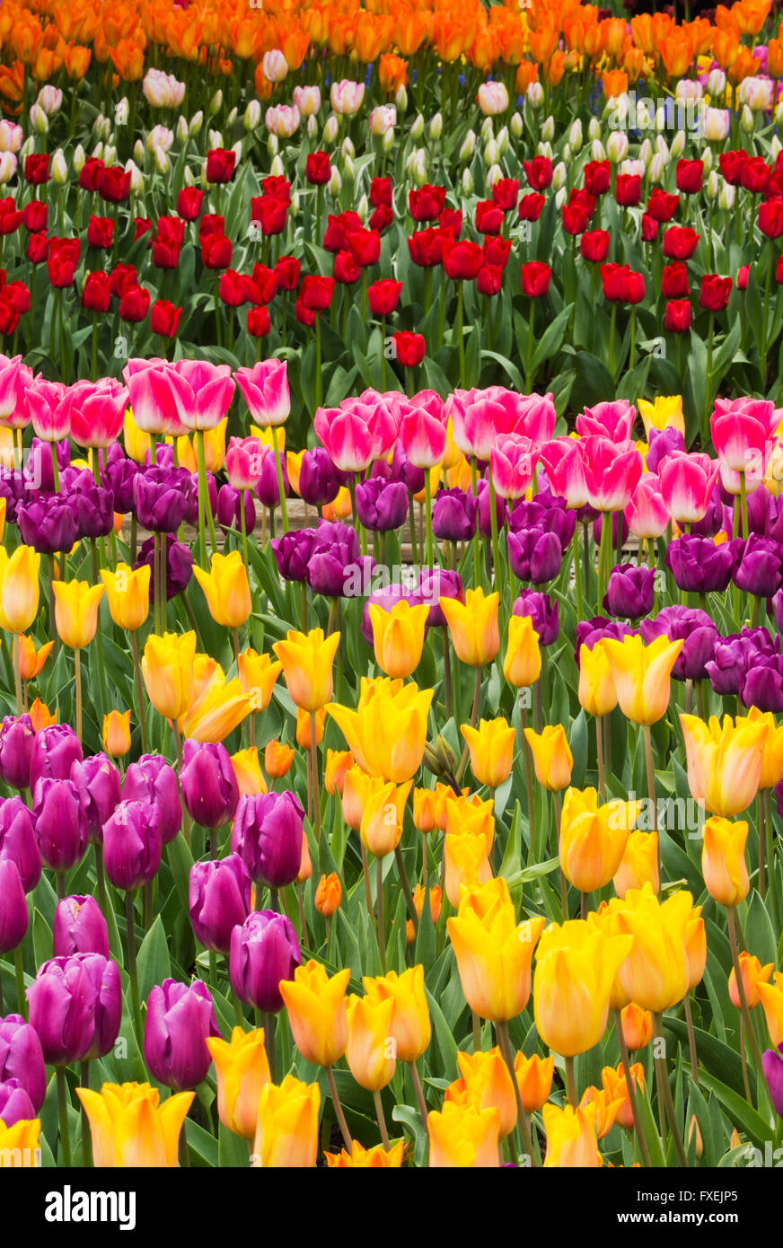 Tulpen in voller Blüte, Garten, Skagit Valley, Washington, April Stockfoto