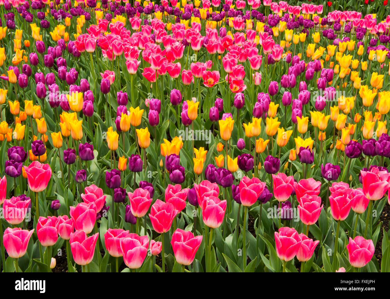 Tulpen in voller Blüte, Garten, Skagit Valley, Washington, April Stockfoto