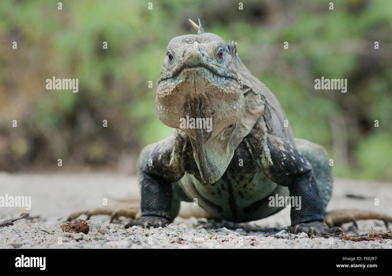 Entdecken oder Ricords Boden Leguan (Cyclura Ricordi) vom Aussterben bedroht, Lago Enriquillo, Dominikanische Republik Stockfoto