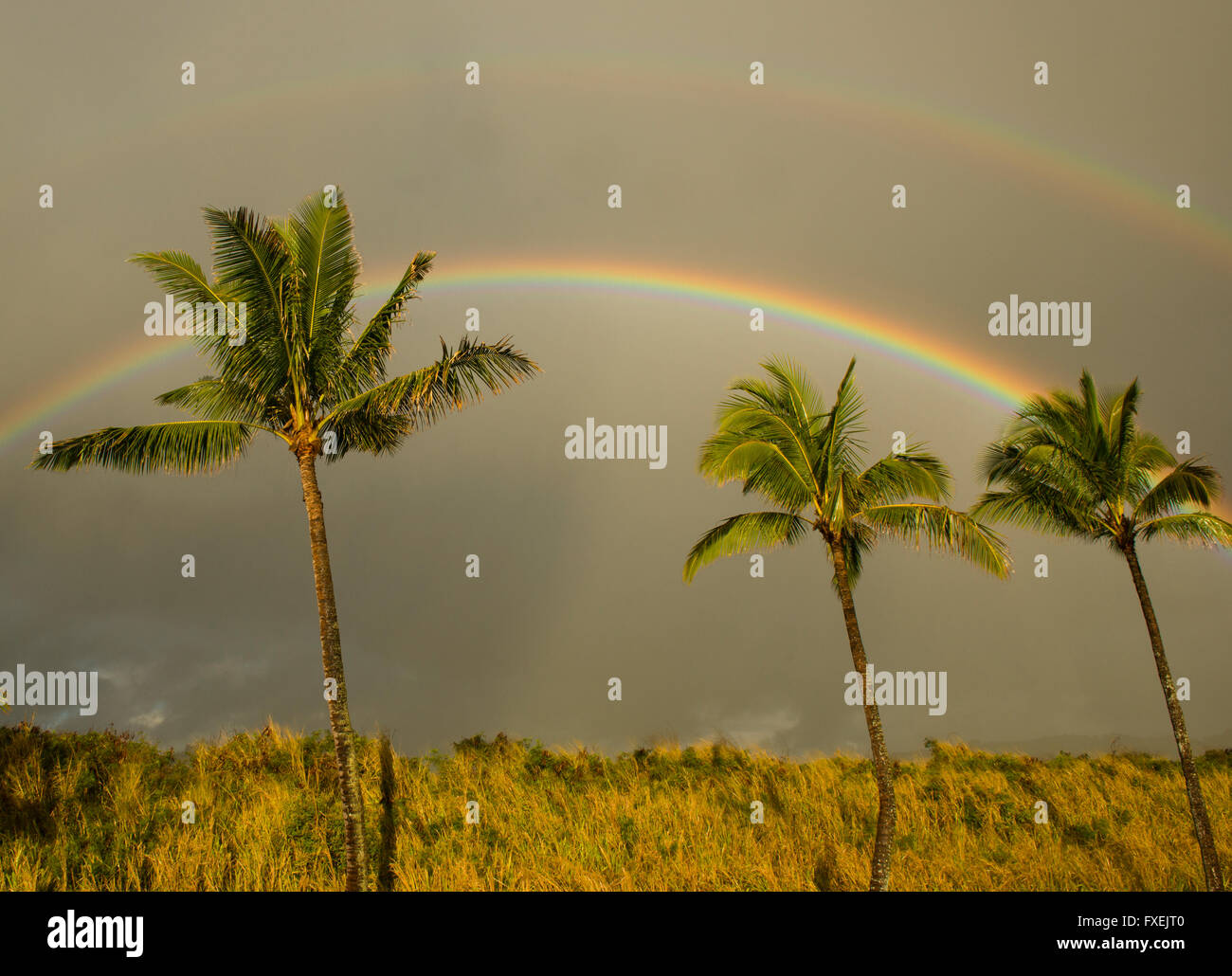 Doppelter Regenbogen über Palmen, Kauai, Hawaii Stockfoto