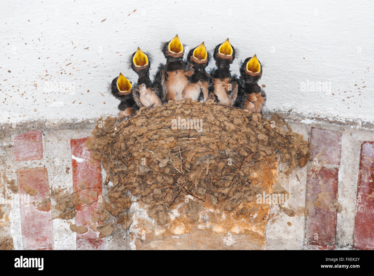 Rauchschwalbe Küken in ihrem Nest, die Forderung nach Essen Stockfoto