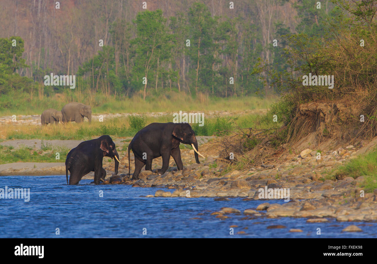 Elefanten im Corbett-Nationalpark (Indien) Stockfoto