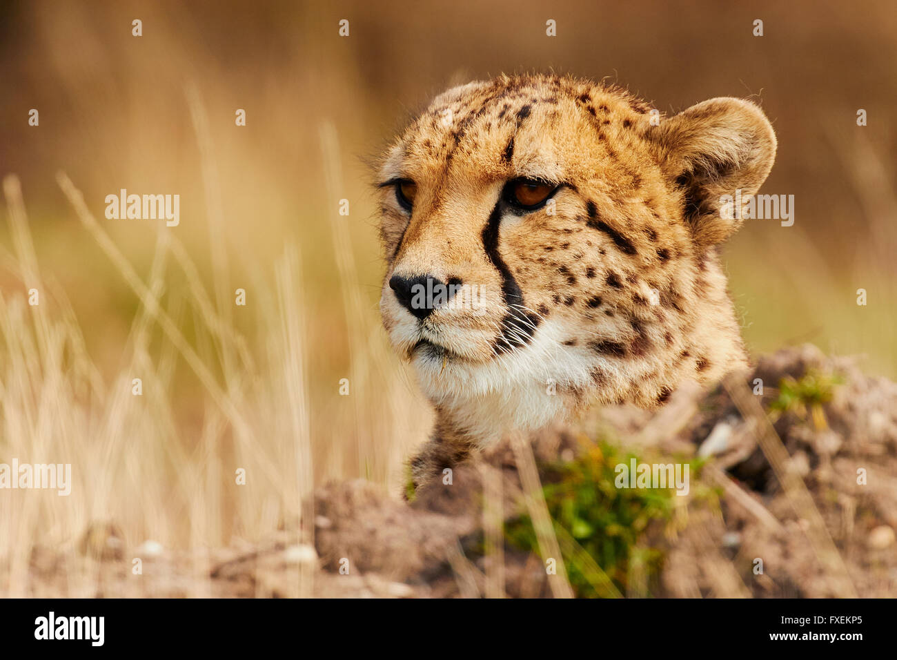 Gepard auf der Savannah im hohen Gras hinter einem Hügel liegend, Nahaufnahme mit verschwommenem Hintergrund (Acinonyx jubatus) Stockfoto