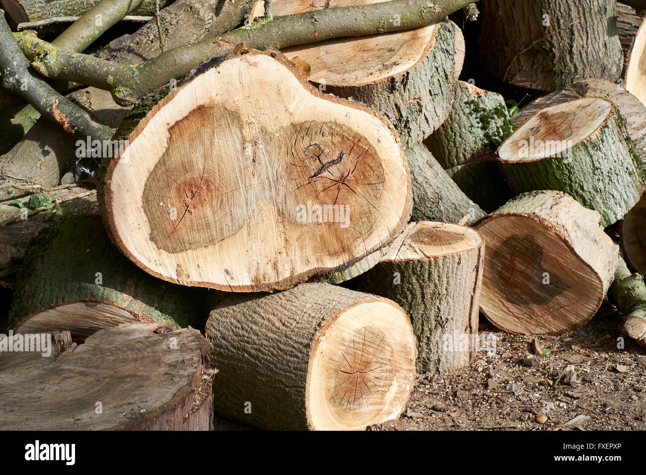 Ein Haufen Holzscheite von Erhaltungs- und Lebensraum arbeitet auf landwirtschaftlichen Flächen. Bedfordshire, UK. Stockfoto