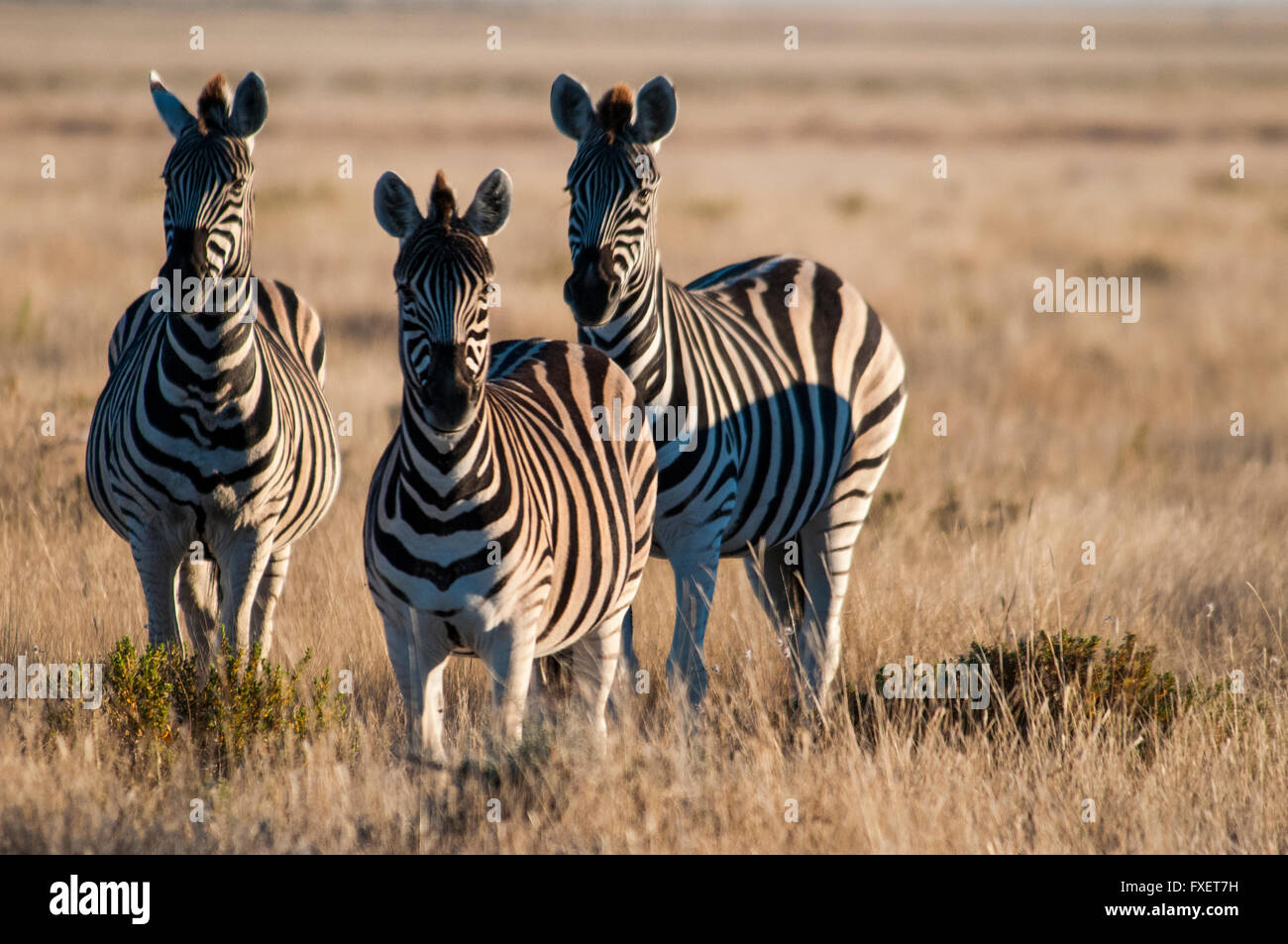 Drei Burchell-Zebras, Equus Burchellii zusammenstehen bei Dämmerung, Etosha, Namibia, Afrika Stockfoto