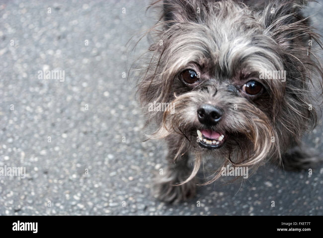 Netten und freundlichen kleinen zottigen Hund mit offenem Mund und Zunge und Zähne zeigen Stockfoto