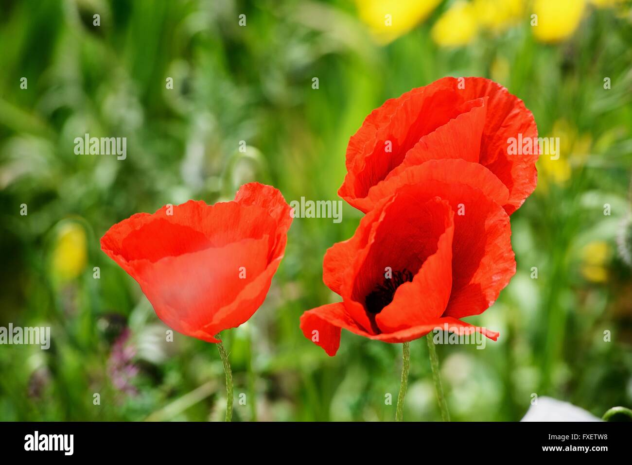 Rote Blumen auf lebendige grüne Hintergrund an einem sonnigen Tag Stockfoto