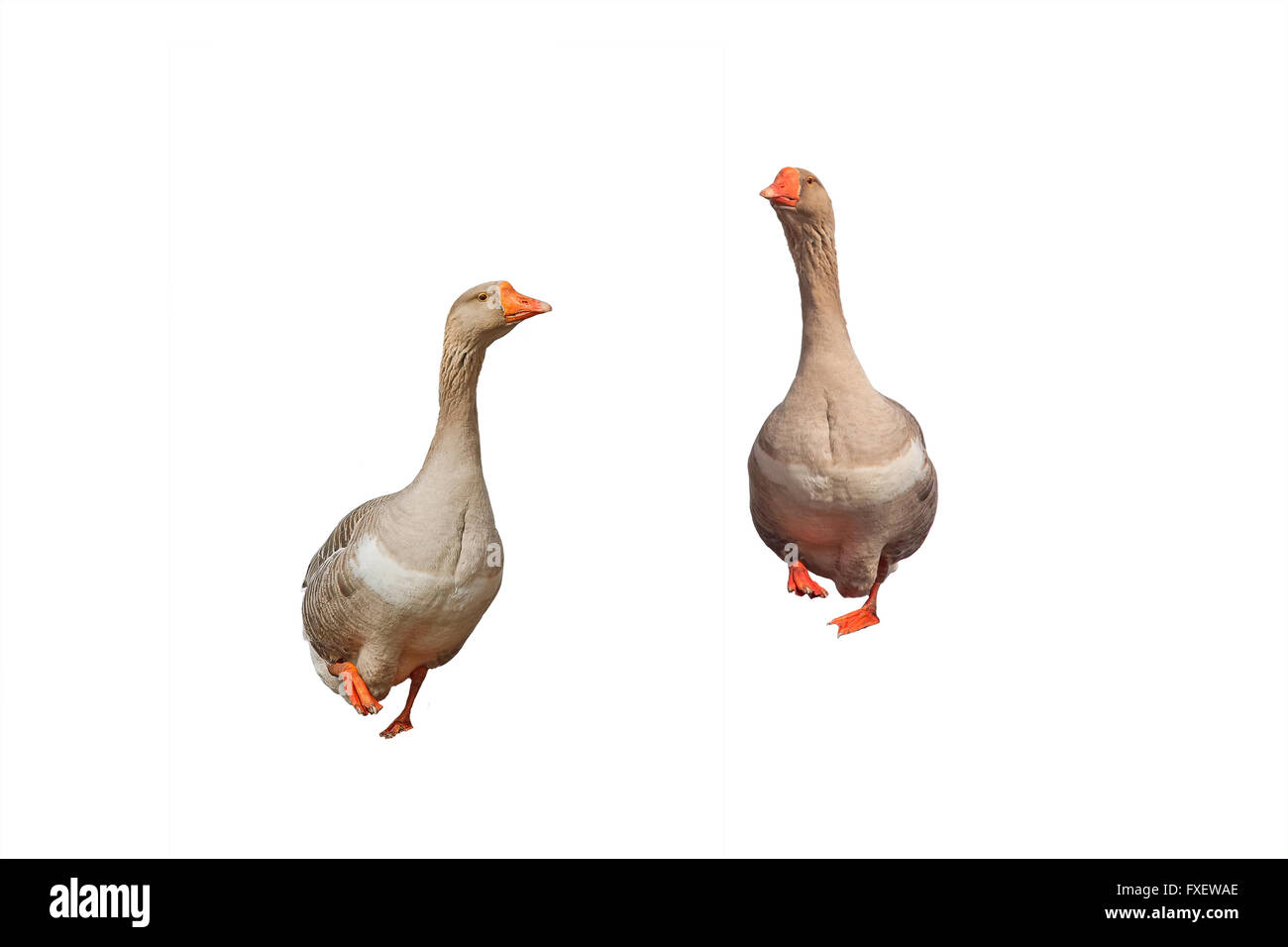 isoliert, Gans, Kopf, weiß, Hintergrund, Tier, Tiere, Natur, Hals, Tier-und Pflanzenwelt, schöne, inländische, jung, süß, wild, Stockfoto