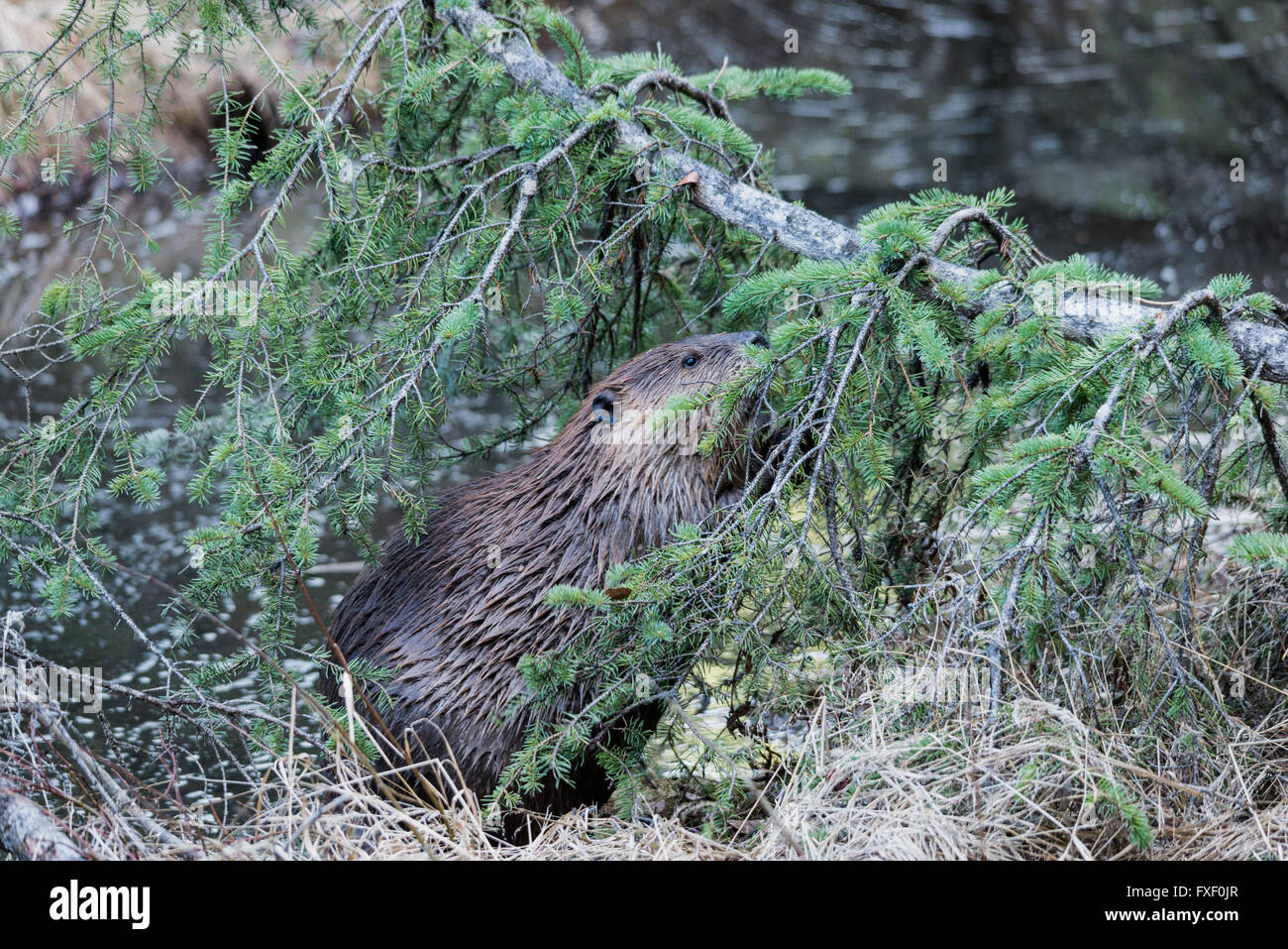 Ein Biber kauen auf immergrüner Baum Stockfoto