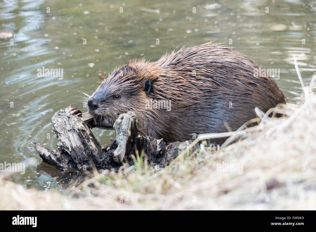 Ein Biber kauen auf einem Baumstumpf im Wasser Stockfoto