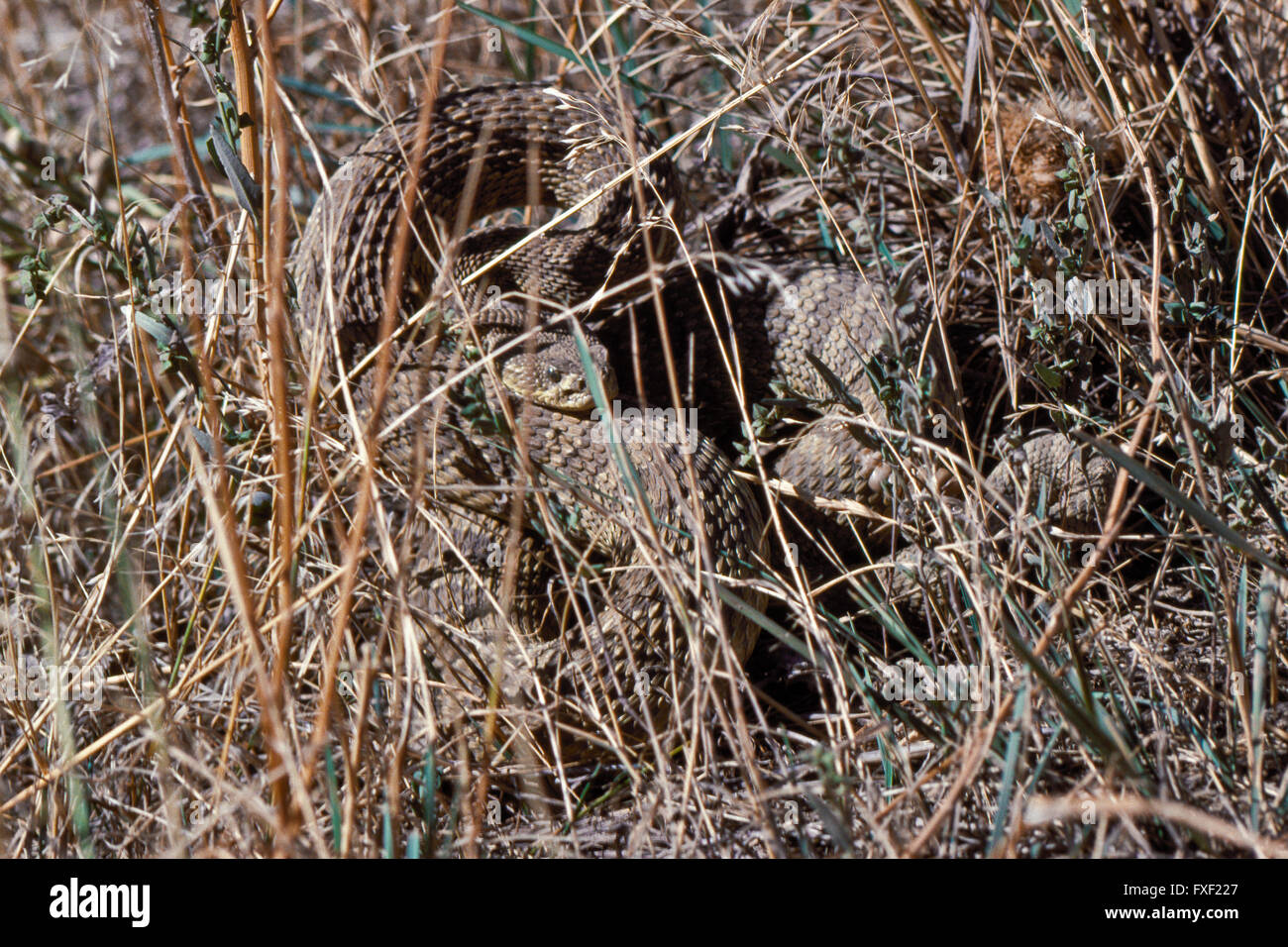 Prärie-Klapperschlange getarnt und aufgewickelt um braunen Gras in der Nähe von Wolf Creek, Montana zu schlagen Stockfoto